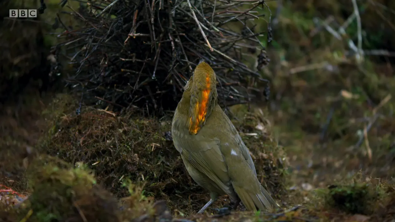 MacGregor's bowerbird (Amblyornis macgregoriae) as shown in The Mating Game - Jungles: In the Thick of It